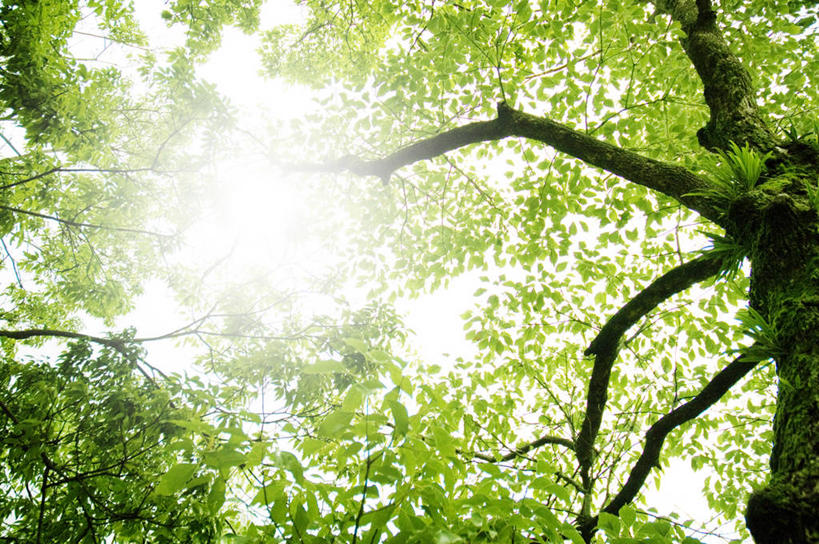 无人,横图,室外,白天,仰视,美景,森林,树林,植物,阴影,光线,影子,景观,树,树木,绿色,阳光,自然,景色,生长,成长,自然风光,彩图,低角度拍摄,镜头光晕,透镜闪耀,眩光