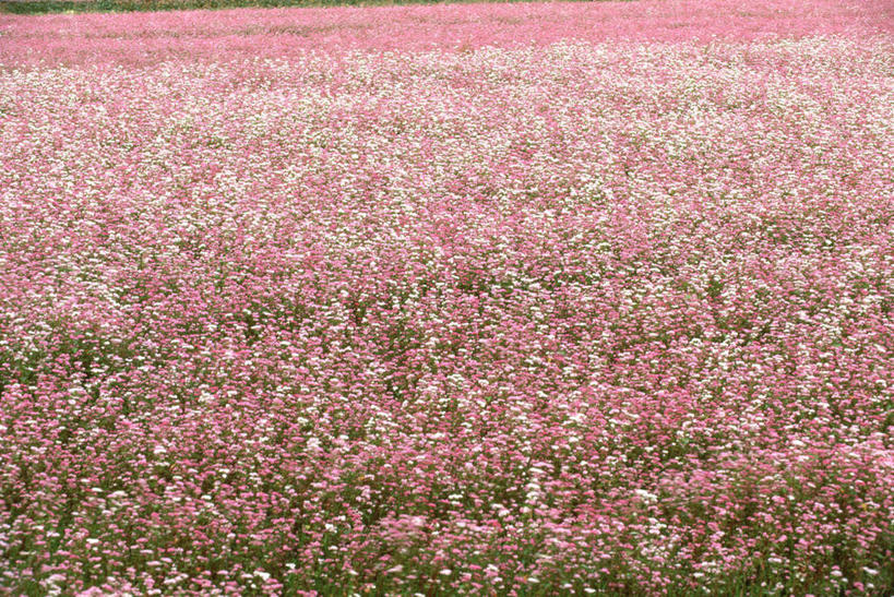 无人,横图,室外,白天,正面,农作物,花海,花圃,美景,植物,叶子,阴影,盛开,光线,影子,景观,谷物,荞麦,花蕾,花,花瓣,花朵,花卉,鲜花,绿色,阳光,自然,花丛,花束,花田,花苞,花蕊,景色,荞麦花,自然风光,彩图