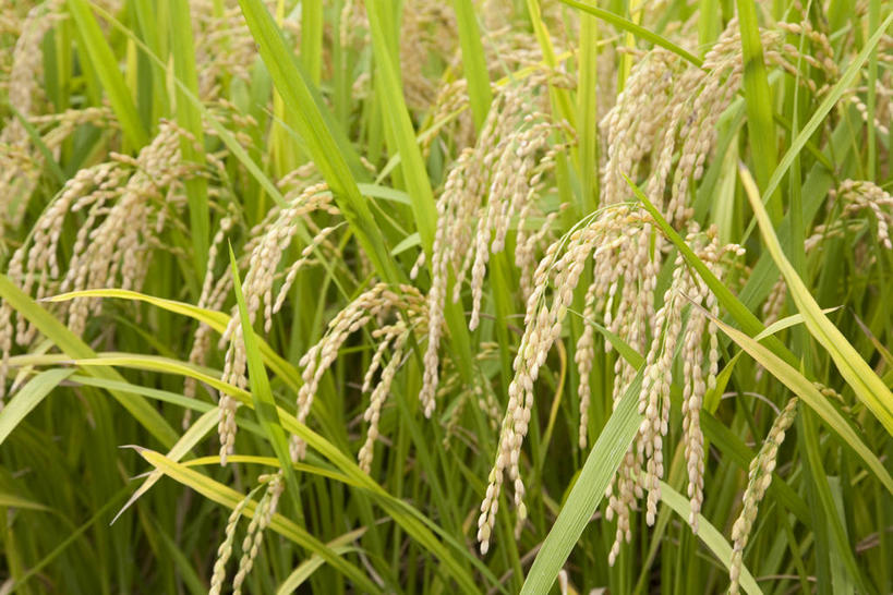 无人,农田,横图,室外,特写,白天,正面,农业,庄稼,农作物,美景,阴影,丰收,光线,影子,稻田,景观,阳光,自然,景色,收获,自然风光,彩图,耕地,庄稼田