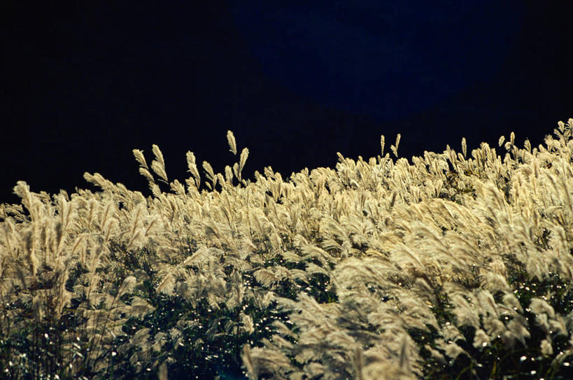 无人,农田,横图,室外,夜晚,正面,庄稼,农作物,美景,景观,芒草,自然,景色,自然风光,五节芒,管草,管芒,寒芒,彩图,耕地,庄稼田