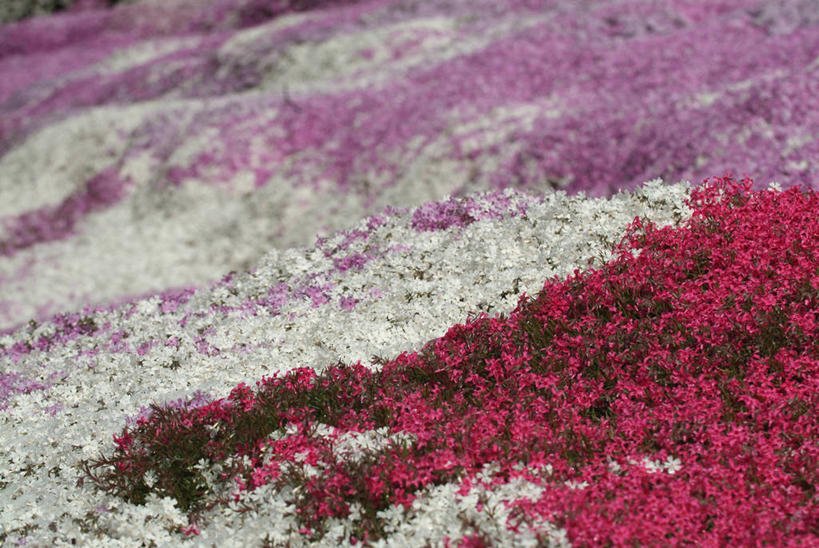 无人,横图,室外,特写,白天,正面,花海,花圃,美景,植物,叶子,阴影,盛开,光线,影子,景观,花蕾,花,花瓣,花朵,花卉,鲜花,粉色,红色,绿色,白色,阳光,自然,花丛,花束,花田,花苞,花蕊,景色,自然风光,福乐花,福禄花,福禄考,彩图