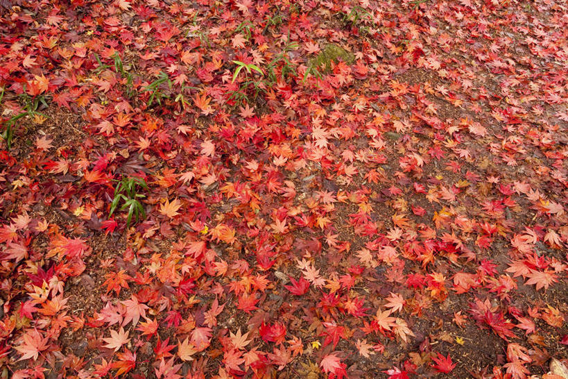 无人,横图,俯视,室外,白天,美景,秋季,枫树,叶子,景观,枫叶,枯叶,落叶,黄色,红色,自然,景色,枫树叶,自然风光,槭树,鸡爪槭,叶,叶片,秋,秋天,鸡爪枫,彩图,高角度拍摄
