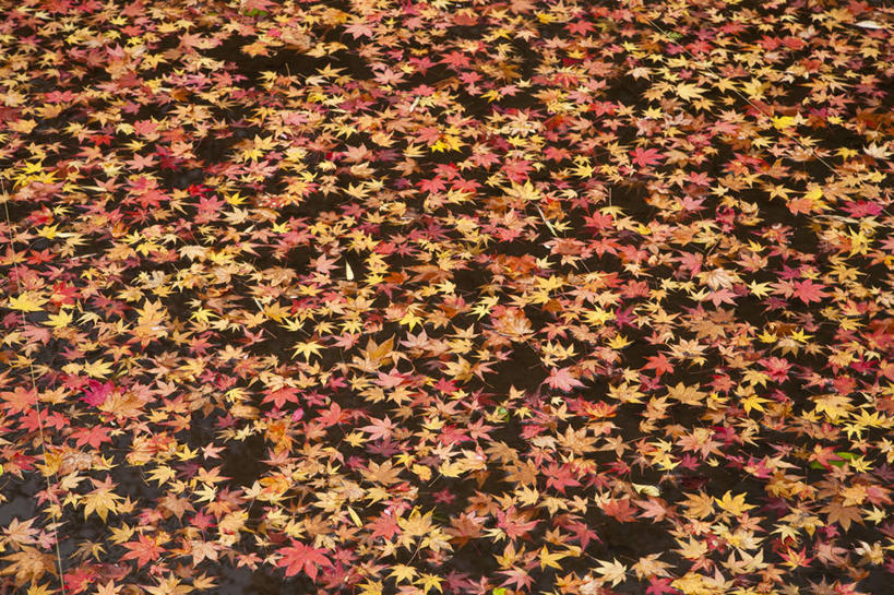 无人,横图,俯视,室外,白天,河流,美景,秋季,水,枫树,叶子,飘扬,河水,景观,水流,枫叶,枯叶,落叶,黄色,红色,自然,景色,枫树叶,自然风光,槭树,鸡爪槭,浮荡,飘拂,漂荡,飘零,叶,叶片,秋,秋天,鸡爪枫,彩图,高角度拍摄,飘荡