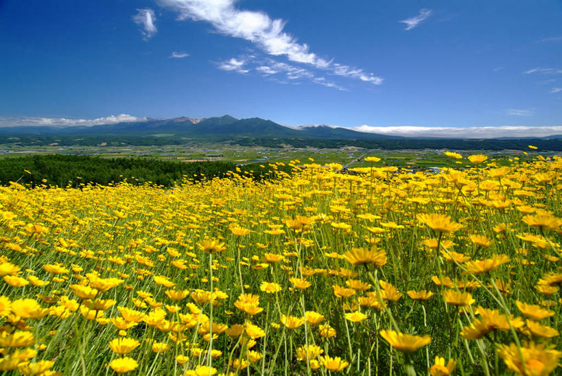 无人,横图,室外,白天,正面,旅游,度假,草地,草坪,花海,花圃,美景,山,山脉,植物,叶子,阴影,盛开,光线,影子,景观,山峰,云,云朵,山峦,花蕾,云彩,娱乐,草,花,花瓣,花朵,花卉,鲜花,树,树木,黄色,蓝色,绿色,白云,蓝天,天空,阳光,自然,花丛,花束,花田,群山,天,花苞,花蕊,享受,休闲,菊花,景色,放松,生长,晴朗,成长,自然风光,金光菊,臭菊,黑眼菊,晴空,彩图