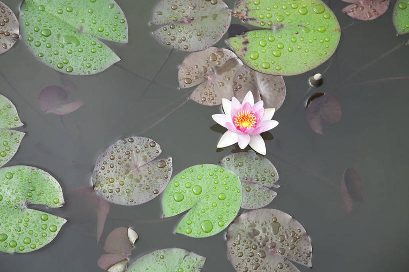 无人,横图,俯视,室外,白天,美景,睡莲,叶子,盛开,池塘,景观,水池,荷叶,花蕾,花,花瓣,花朵,鲜花,一朵,粉色,自然,花苞,花蕊,景色,自然风光,纯真,妖艳,莲叶,水芹花,抒情,洁净,水洋花,小莲花,子午莲,叶,叶片,彩图,高角度拍摄