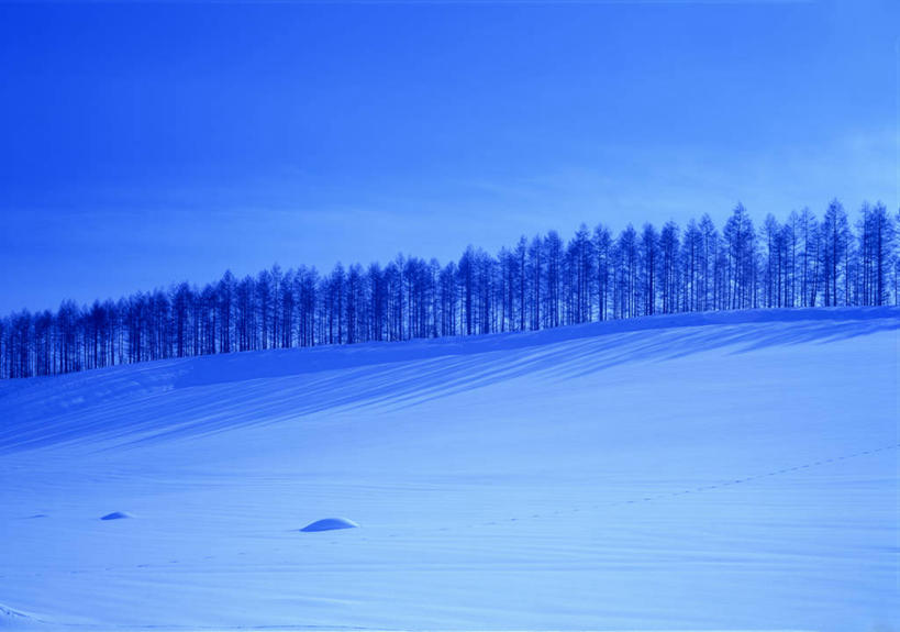无人,横图,室外,白天,正面,旅游,度假,美景,森林,树林,雪,植物,大雪,松树,一排,阴影,整齐,光线,影子,积雪,景观,雪景,云,云朵,冬季,冬天,云彩,娱乐,树,树木,排列,蓝色,绿色,白云,蓝天,天空,阳光,自然,天,享受,休闲,景色,放松,寒冷,生长,晴朗,成长,队列,自然风光,坚定,落叶松,长寿,严寒,贞洁,晴空,彩图,黄花松