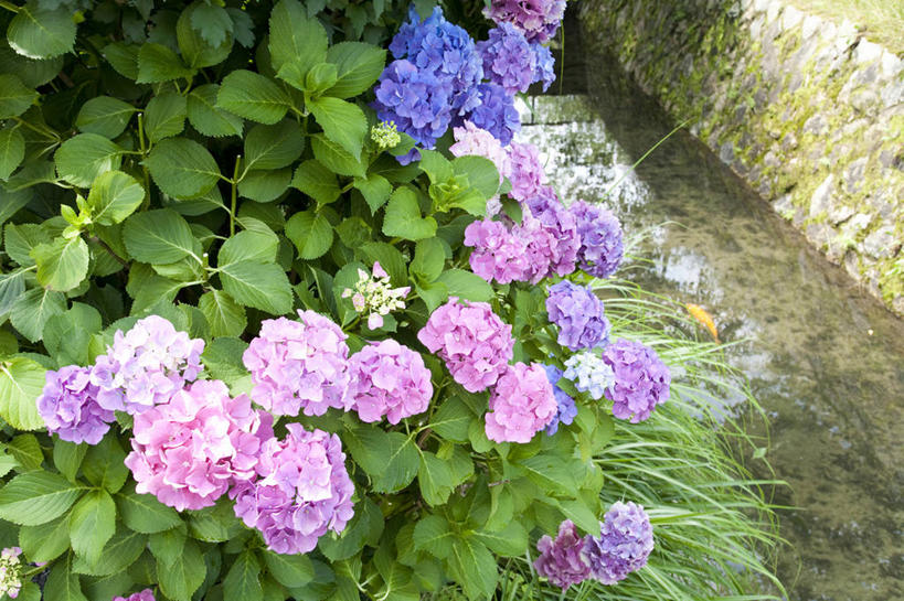 无人,横图,俯视,室外,白天,骄傲,花海,花圃,美景,植物,八仙花,叶子,阴影,盛开,光线,影子,景观,花蕾,花,花瓣,花朵,花卉,鲜花,绿色,阳光,自然,花丛,花束,花田,花苞,花蕊,绣球花,景色,紫阳花,洋绣球,自然风光,草绣球,斗球,七变化,粉团花,善变,彩图,高角度拍摄