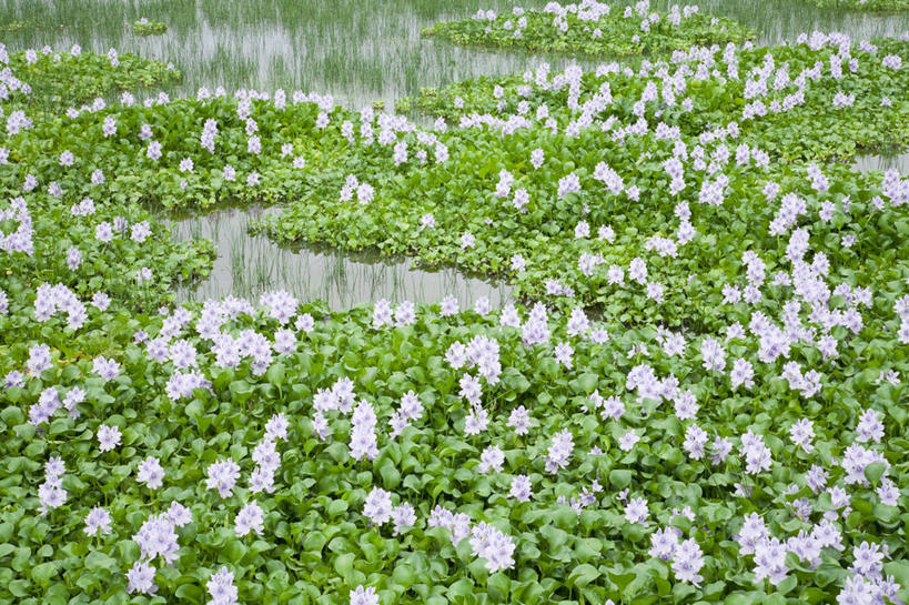 无人,横图,室外,白天,正面,草地,草坪,花海,花圃,美景,植物,叶子,阴影,盛开,光线,影子,景观,花蕾,草,花,花瓣,花朵,花卉,鲜花,绿色,阳光,自然,花丛,花束,花田,花苞,花蕊,景色,自然风光,水葫芦,凤眼蓝,凤眼莲,水浮莲,此情不渝,至死不渝,彩图