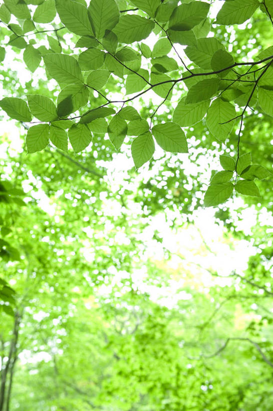 无人,竖图,室外,白天,仰视,旅游,度假,美景,树林,植物,叶子,日本,亚洲,阴影,光线,影子,景观,绿叶,枝条,娱乐,树,树木,树枝,绿色,阳光,自然,享受,休闲,嫩叶,景色,放松,生长,成长,自然风光,东亚,山毛榉,本州,本州岛,日本国,岩手,岩手县,东北地方,麻栎金刚,山毛榉树,八幡平市,虬枝,枝杈,叶,叶片,彩图,低角度拍摄