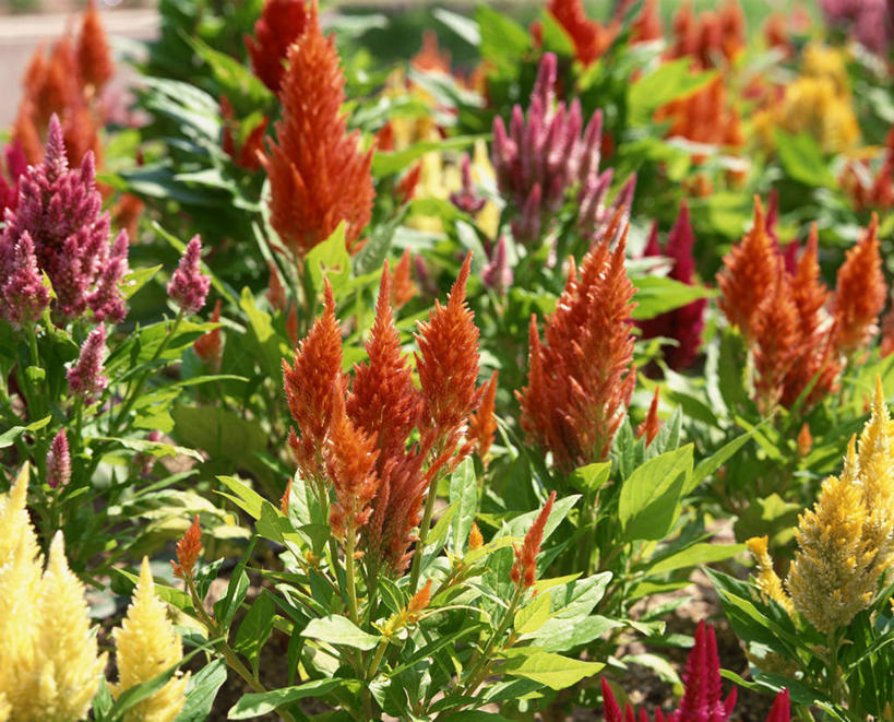 无人,横图,室外,特写,白天,正面,爱情,花海,花圃,美景,植物,叶子,阴影,朦胧,模糊,盛开,光线,影子,景观,花蕾,花,花瓣,花朵,花卉,鲜花,绿色,阳光,自然,花丛,花束,花田,花苞,花蕊,景色,鸡冠花,自然风光,鸡髻花,老来红,芦花鸡冠,真挚,坚贞,鸡公花,彩图