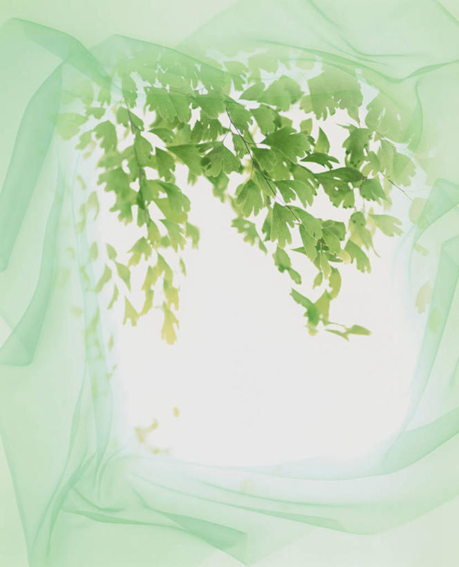 无人,竖图,室内,特写,白天,正面,植物,叶子,纺织品,朦胧,模糊,布,丝绸,纹理,绿叶,绸缎,织物,绿色,嫩叶,布匹,肌理,叶,叶片,叶脉,彩图