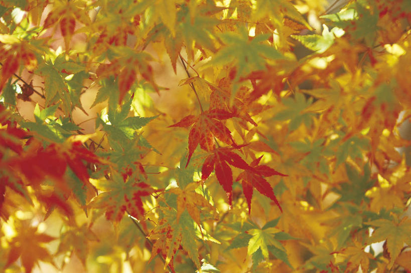 无人,横图,室外,特写,白天,正面,秋季,枫树,叶子,阴影,光线,影子,枫叶,枯叶,落叶,黄色,红色,阳光,枫树叶,槭树,鸡爪槭,叶,叶片,秋,秋天,鸡爪枫,彩图