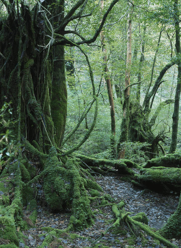 无人,竖图,室外,白天,正面,旅游,度假,美景,森林,树林,植物,松树,鹿儿岛,日本,亚洲,景观,青苔,苔藓,娱乐,树,树木,绿色,自然,享受,休闲,景色,放松,生长,成长,自然风光,杉树,坚定,东亚,日本国,九州本岛,九州,九州岛,九州地方,鹿儿岛县,长寿,贞洁,柳杉,屋久岛,彩图,孔雀松,木沙椤树