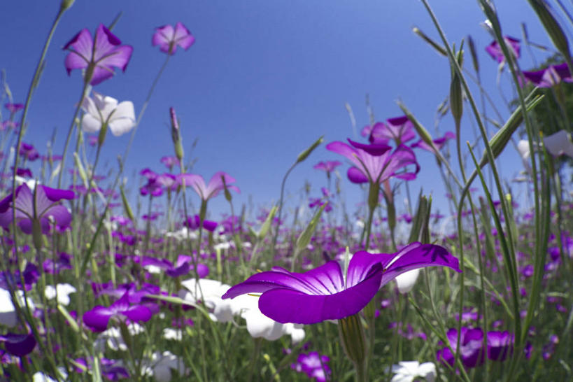 无人,横图,室外,白天,正面,旅游,度假,花海,花圃,美景,植物,叶子,东京,日本,亚洲,阴影,盛开,光线,影子,景观,花蕾,娱乐,花,花瓣,花朵,花卉,鲜花,蓝色,绿色,紫色,蓝天,天空,阳光,自然,花丛,花束,花田,天,花苞,花蕊,享受,休闲,景色,放松,晴朗,坚强,自然风光,东亚,本州,万里无云,关东地方,本州岛,日本国,东京都,麦毒草,麦仙翁,忍耐,晴空,晴空万里,彩图