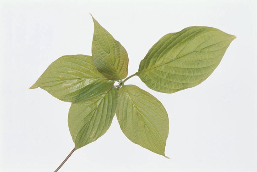 无人,横图,室内,特写,白天,白色背景,正面,植物,叶子,阴影,反射,纹理,影子,绿叶,五片,绿色,嫩叶,摄影,影棚,肌理,叶,叶片,叶脉,彩图,影棚拍摄,拍摄