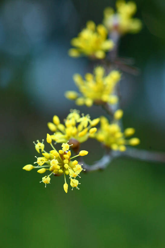 无人,竖图,室外,特写,白天,正面,美景,阴影,朦胧,模糊,盛开,光线,影子,景观,枝条,花蕾,花,花瓣,花朵,鲜花,树枝,黄色,阳光,自然,花苞,花蕊,景色,自然风光,避邪,思念,虬枝,枝杈,茱萸,辟邪翁,越椒,彩图