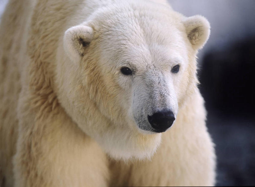 无人,站,横图,室外,白天,正面,美景,北极熊,野生动物,熊,阴影,朦胧,模糊,光线,影子,景观,注视,一只,阳光,自然,动物,观察,看,站着,景色,观看,察看,关注,自然风光,凶猛,残暴,凶残,白熊,站立,半身,彩图