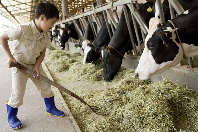 东方人,儿童,一个人,农场,站,横图,室外,白天,侧面,纯洁,畜牧业,牧场,牛,鞋子,金属制品,亚洲,仅一个男性,仅一个人,一群,许多,花纹,服装,金属,工具,雨鞋,雨靴,乳牛,很多,注视,休闲装,黄种人,靴子,小孩,衣服,动物,观察,看,站着,仅一个小孩,休闲,休闲服,家畜,可爱,童年,童趣,服饰,牲畜,观看,察看,耙子,关注,斑纹,胶鞋,童真,烂漫,无邪,农具,畜牧,牧业,耕具,食槽,饲料槽,天真,男孩,男人,男性,亚洲人,孩子,奶牛,站立,彩图,全身,男生