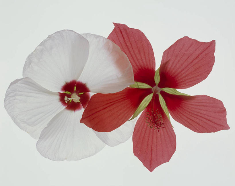 无人,横图,俯视,室内,特写,白天,白色背景,盛开,花蕾,花,花瓣,花朵,鲜花,两朵,红色,白色,花苞,花蕊,摄影,影棚,金钱紫花葵,锦葵,荆葵,钱葵,淑气花,小白淑气花,恩惠,彩图,高角度拍摄,影棚拍摄,拍摄