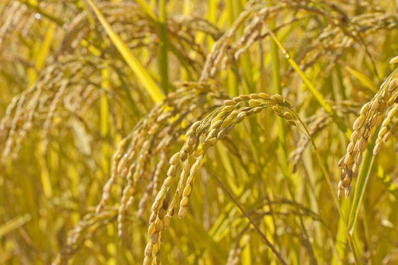 无人,农田,横图,室外,特写,白天,正面,农业,庄稼,农作物,美景,阴影,朦胧,模糊,光线,影子,稻田,景观,谷物,水稻,稻,阳光,自然,景色,自然风光,彩图,耕地,庄稼田