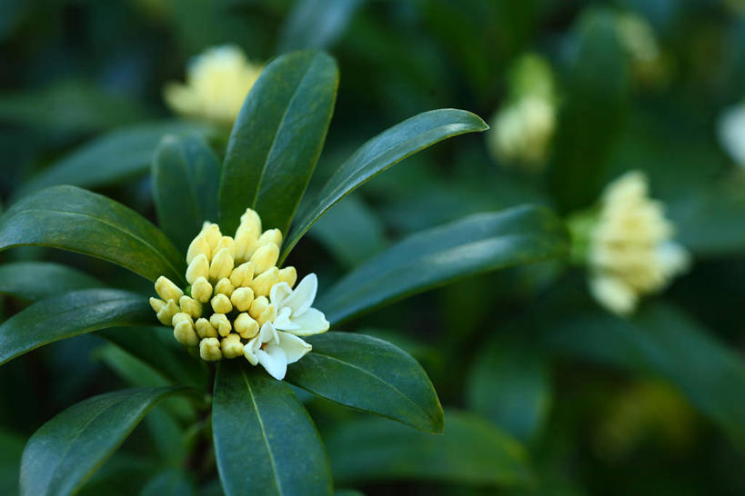 无人,横图,俯视,室外,特写,白天,美景,叶子,朦胧,模糊,盛开,景观,绿叶,花蕾,花,花瓣,花朵,鲜花,黄色,自然,花苞,花蕊,嫩叶,景色,自然风光,瑞香,千里香,叶,叶片,彩图,高角度拍摄,毛瑞香,蓬莱紫,瑞香花,睡香