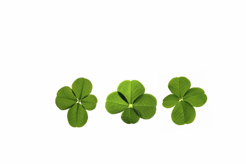 无人,横图,俯视,室内,特写,白天,白色背景,幸福,叶子,一排,整齐,三叶草,绿叶,排列,三个,嫩叶,摄影,影棚,队列,车轴草,苜蓿,叶,叶片,彩图,高角度拍摄,影棚拍摄,拍摄
