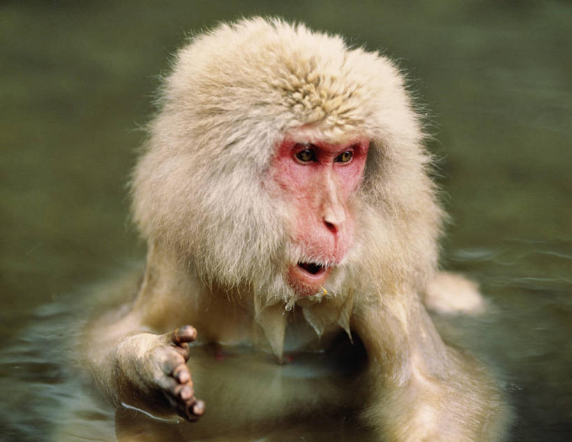 无人,站,横图,室外,特写,白天,正面,美景,温泉,雾,哺乳动物,猴,野生动物,猴子,长野县,日本,沸腾,朦胧,模糊,蒸汽,景观,水蒸气,雾气,扭头,注视,一只,自然,动物,观察,看,站着,转头,温暖,景色,可爱,泉水,活泼,温和,观看,气体,察看,关注,自然风光,猕猴,日本猕猴,本州,本州岛,日本国,中部地方,长野,蒸发,地热,站立,半身,彩图,地狱谷,地狱谷温泉,地狱谷野猿公苑