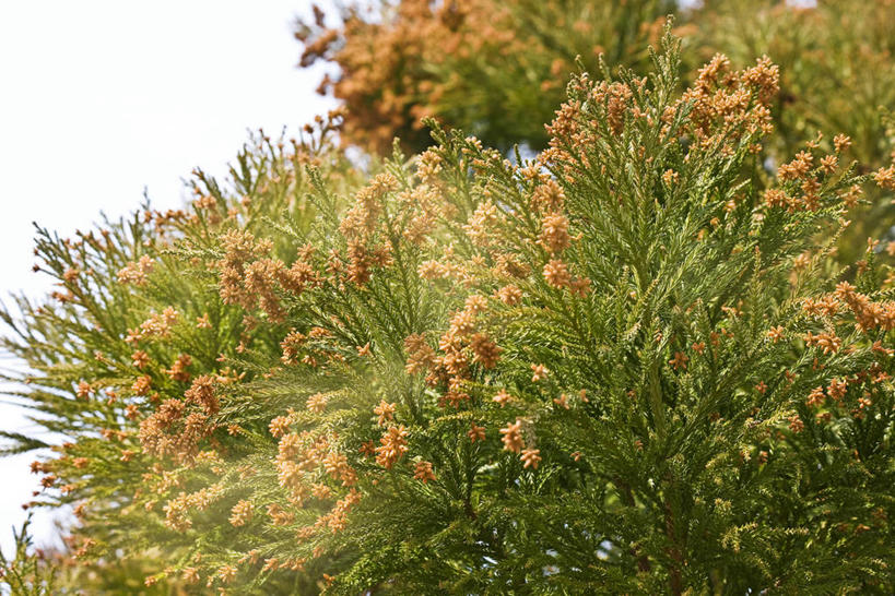 无人,横图,室外,白天,仰视,旅游,度假,美景,植物,松树,日本,亚洲,阴影,光线,影子,景观,娱乐,树,树木,绿色,天空,阳光,自然,天,享受,休闲,景色,放松,生长,成长,自然风光,杉树,坚定,东亚,日本国,长寿,贞洁,柳杉,彩图,低角度拍摄,孔雀松,木沙椤树