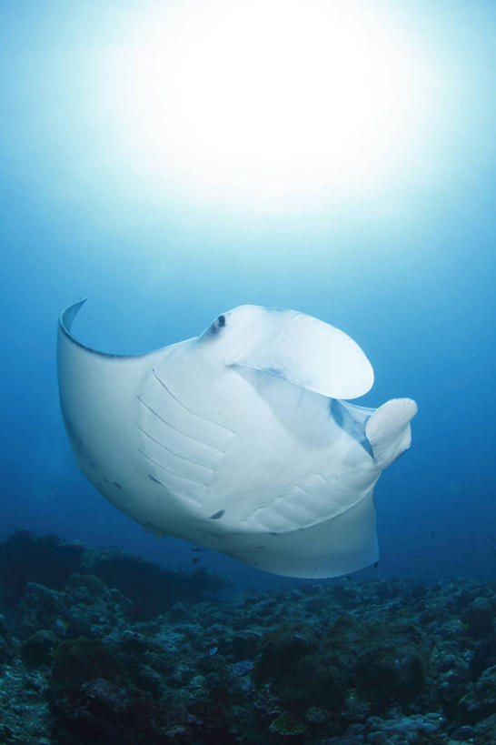 游泳,海鲜,无人,竖图,室外,白天,仰视,旅游,度假,海底,水下,海浪,海洋,美景,鱼,景观,浪花,水底,娱乐,水产,鱼类,海洋生物,一只,自然,海水,享受,休闲,景色,放松,海底世界,鳐鱼,自然风光,水生动物,海产品,水生物,海景,海底动物,魟鱼,魔鬼鱼,蝠鲼,泅水,拍浮,大海,风浪,海,海床,海水的波动,近岸浪,涌浪,彩图,低角度拍摄,全身