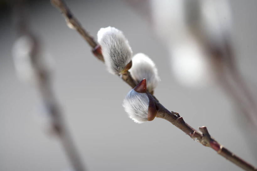 无人,横图,室外,特写,白天,正面,自由,美景,阴影,朦胧,模糊,光线,影子,景观,猫柳,枝条,树枝,阳光,自然,景色,生命,自然风光,银芽柳,棉花柳,银柳,虬枝,枝杈,彩图