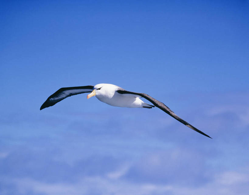 无人,横图,室外,白天,仰视,南极,美景,海鸟,鸟,信天翁,飞翔,伸展,张开,展翅,阴影,飞行,光线,翅膀,鸟类,影子,景观,云,云朵,翱翔,云彩,注视,飞,一只,蓝色,白云,蓝天,天空,阳光,自然,天,观察,看,景色,晴朗,观看,察看,关注,自然风光,南极洲,张开翅膀,海鸳,南极大陆,展开翅膀,南极地区,南极区,南极圈,第七大陆,晴空,彩图,低角度拍摄,全身,安塔克提加州