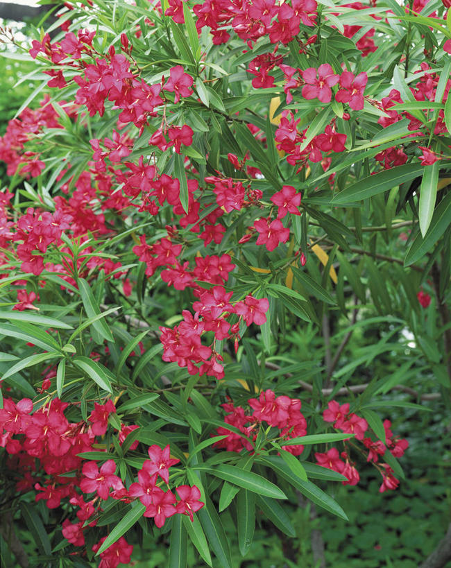 无人,竖图,俯视,室外,白天,美景,植物,叶子,盛开,景观,绿叶,花蕾,花,花瓣,花朵,鲜花,树,树木,红色,绿色,自然,花苞,花蕊,嫩叶,景色,生长,成长,夹竹桃,自然风光,柳叶桃,半年红,叶,叶片,彩图,高角度拍摄