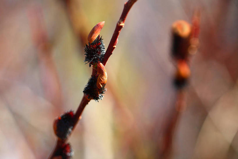 无人,横图,室外,特写,白天,正面,自由,美景,阴影,朦胧,模糊,光线,影子,景观,猫柳,枝条,树枝,阳光,自然,景色,生命,自然风光,银芽柳,棉花柳,银柳,虬枝,枝杈,彩图