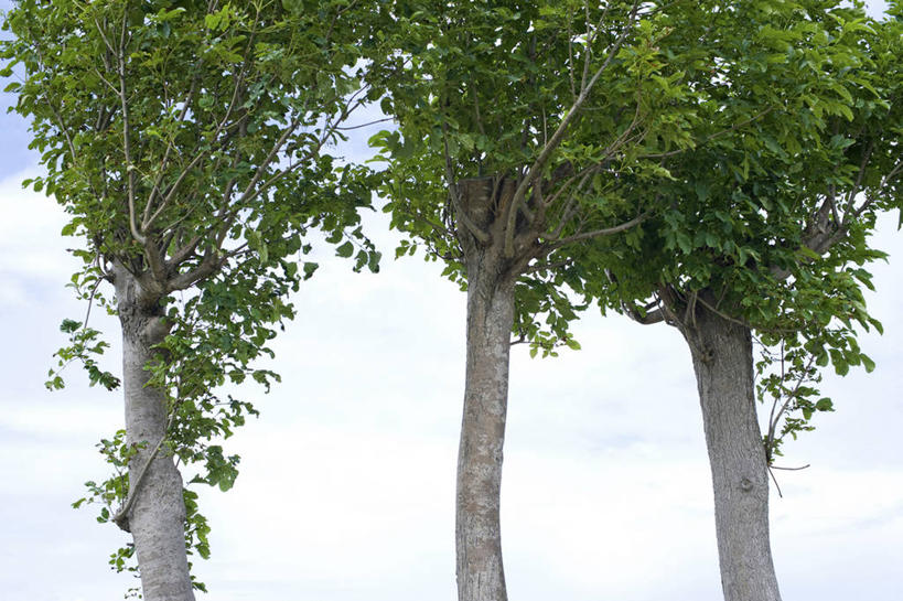 无人,横图,室外,特写,白天,仰视,美景,植物,三棵,阴影,光线,影子,景观,云,云朵,云彩,树,树木,蓝色,绿色,白云,蓝天,天空,阳光,自然,天,景色,生长,晴朗,成长,自然风光,晴空,彩图,低角度拍摄