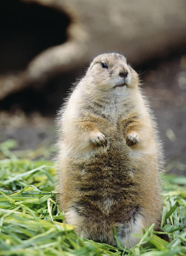 无人,站,竖图,室外,特写,白天,正面,草地,草坪,美景,植物,野生动物,阴影,朦胧,模糊,光线,影子,景观,注视,草,一只,绿色,阳光,自然,动物,观察,看,站着,景色,可爱,活泼,观看,察看,关注,自然风光,土拨鼠,草原犬鼠,旱獭,天竺鼠,站立,半身,彩图