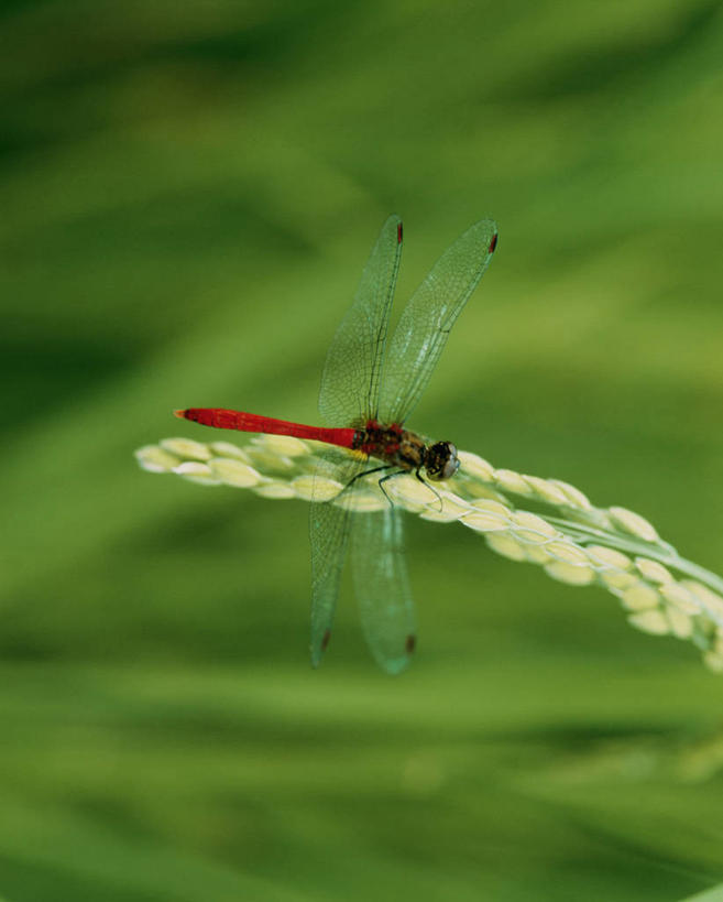 无人,竖图,室外,特写,白天,侧面,美景,植物,叶子,伸展,张开,展翅,阴影,朦胧,模糊,光线,翅膀,蜻蜓,昆虫,纹理,影子,景观,绿叶,停留,一只,绿色,阳光,自然,动物,嫩叶,景色,红蜻蜓,停止,自然风光,猫猫丁,咪咪洋,蚂螂,河嘻嘻,益虫,张开翅膀,肌理,逗留,停顿,展开翅膀,叶,叶片,叶脉,彩图,全身