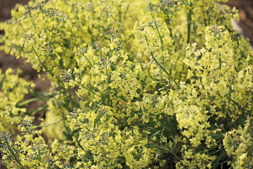 无人,横图,室外,特写,白天,正面,美景,蔬菜,日本,亚洲,阴影,朦胧,模糊,新鲜,盛开,光线,影子,景观,花菜,花椰菜,食品,花蕾,菜花,花,花瓣,花朵,鲜花,食物,黄色,阳光,自然,花苞,花蕊,景色,有机食品,绿色食品,椰菜花,自然风光,东亚,本州,关东地方,本州岛,日本国,群马,群马县,彩图