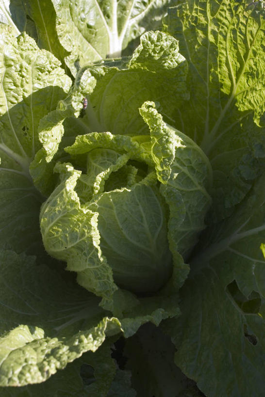 无人,竖图,俯视,室外,特写,白天,微距,蔬菜,阴影,新鲜,光线,影子,大白菜,食品,白菜,食物,阳光,有机食品,绿色食品,结球白菜,胶菜,彩图,高角度拍摄,微距摄影,黄芽白