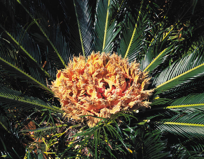 无人,横图,室外,特写,白天,正面,美景,植物,铁树,叶子,静冈县,日本,亚洲,阴影,光线,纹理,影子,景观,绿叶,绿色,阳光,自然,嫩叶,景色,神圣,自然风光,东亚,本州,肌理,本州岛,日本国,中部地方,静冈,庄严,番蕉,凤尾蕉,铁蕉,叶,叶片,叶脉,苏铁,避火蕉,彩图