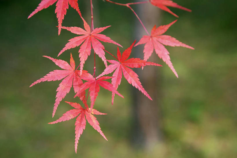 无人,横图,室外,特写,白天,正面,草地,草坪,美景,植物,枫树,叶子,许多,阴影,朦胧,模糊,光线,影子,景观,枫叶,枯叶,落叶,很多,草,红色,阳光,自然,景色,枫树叶,自然风光,槭树,日本红枫,日本红丝带,叶,叶片,彩图