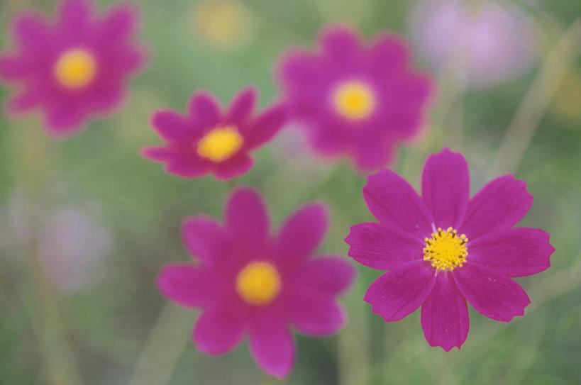无人,横图,俯视,室内,特写,白天,花海,花圃,美景,植物,叶子,朦胧,模糊,盛开,景观,花蕾,花瓣,花朵,花卉,鲜花,绿色,紫色,自然,花丛,花束,花田,花苞,花蕊,景色,自然风光,彩图,高角度拍摄,阳光花