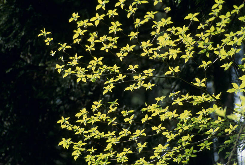 无人,横图,室外,白天,正面,美景,树林,植物,日本,亚洲,阴影,朦胧,模糊,光线,影子,景观,树,树木,绿色,阳光,自然,景色,生长,成长,自然风光,东亚,日本国,九州本岛,九州,九州岛,九州地方,宫崎,宫崎县,彩图