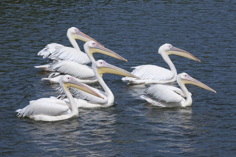 游泳,无人,横图,室外,白天,侧面,河流,美景,水,鸟,许多,阴影,波纹,光线,鸟类,影子,河水,景观,水流,涟漪,很多,注视,水纹,阳光,自然,波浪,观察,看,景色,观看,察看,关注,自然风光,鹈鹕,塘鹅,水晕,泅水,白鹈鹕,拍浮,彩图,全身