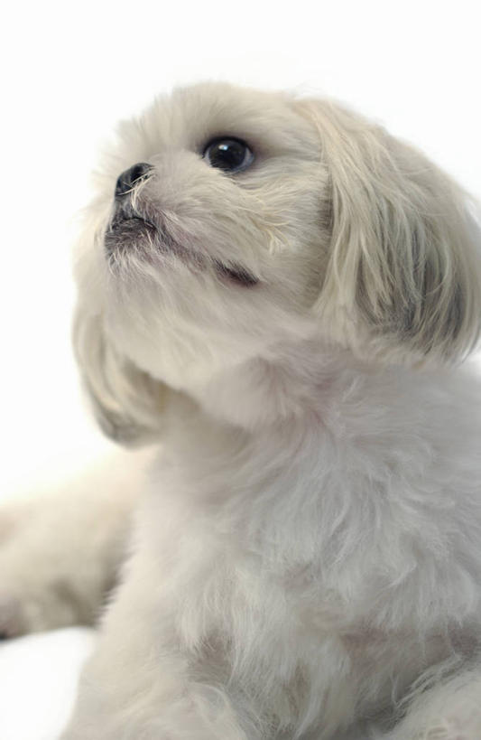 无人,竖图,室内,特写,白天,白色背景,正面,宠物,狗,注视,狮子狗,一只,动物,观察,看,可爱,摄影,影棚,观看,察看,关注,西施犬,忠诚,赛珠犬,狮子犬,西施狗,犬,抬头,仰头,半身,彩图,影棚拍摄,拍摄