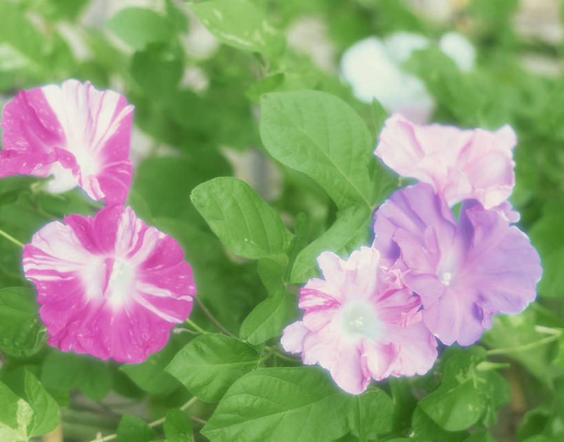 无人,横图,室外,特写,白天,正面,爱情,美景,喇叭花,三朵,阴影,朦胧,模糊,盛开,光线,影子,景观,花蕾,花,花瓣,花朵,鲜花,粉色,紫色,阳光,自然,花苞,花蕊,景色,虚幻,自然风光,牵牛,牵牛子,勤娘子,朝颜花,冷静,牵牛花,彩图,朝颜