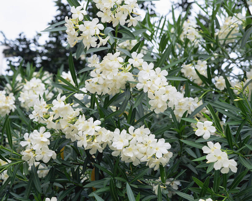 无人,横图,室外,特写,白天,正面,美景,植物,阴影,盛开,光线,影子,景观,枝条,花蕾,花,花瓣,花朵,鲜花,树,树木,树枝,蓝色,绿色,蓝天,天空,阳光,自然,天,花苞,花蕊,景色,生长,晴朗,成长,夹竹桃,自然风光,柳叶桃,半年红,万里无云,虬枝,枝杈,晴空,晴空万里,彩图