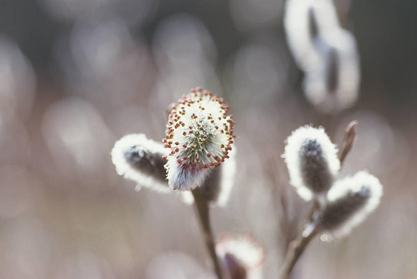 无人,横图,室外,特写,白天,正面,自由,美景,阴影,朦胧,模糊,盛开,光线,影子,景观,猫柳,花蕾,花,花瓣,花朵,鲜花,阳光,自然,花苞,花蕊,景色,生命,自然风光,银芽柳,棉花柳,银柳,彩图