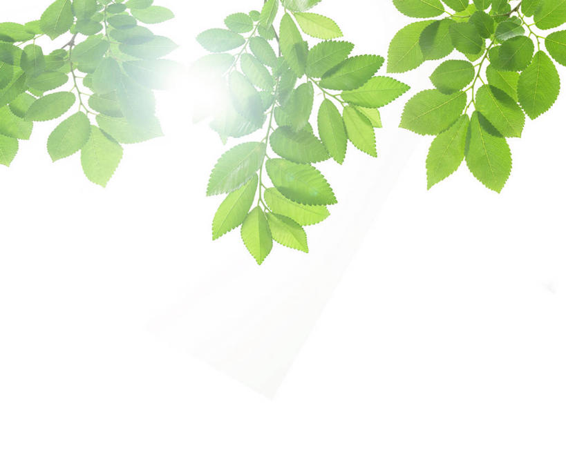 无人,横图,室外,特写,白天,仰视,美景,叶子,阴影,朦胧,模糊,光线,影子,景观,绿叶,阳光,自然,嫩叶,景色,自然风光,叶,叶片,彩图,低角度拍摄,镜头光晕,透镜闪耀,眩光