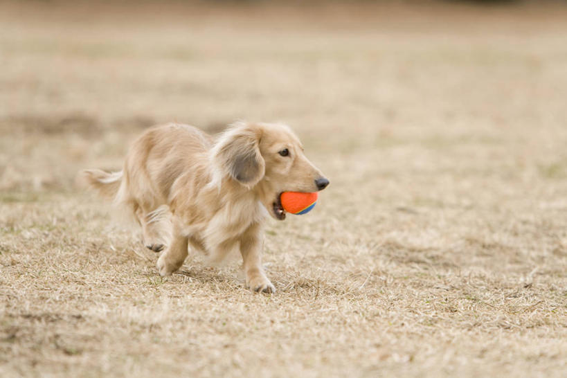 无人,走,横图,室外,白天,正面,游戏,美景,植物,宠物,狗,玩具,咬,枯萎,朦胧,模糊,腊肠犬,景观,枯草,迷你腊肠犬,玩,扭头,注视,娱乐,腊肠狗,草,一只,黄色,自然,动物,观察,看,张嘴,转头,休闲,橡胶,景色,可爱,益智,皮球,观看,活动,咬着,察看,发泄,关注,消遣,智力,自然风光,张大嘴巴,橡胶制品,忠诚,宣泄,迷你腊肠狗,空心球,张开嘴,犬,步行,散步,玩耍,嬉戏,走路,彩图,全身