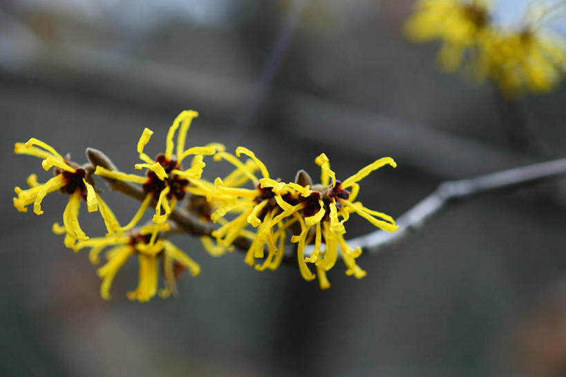 无人,横图,室外,特写,白天,正面,美景,植物,阴影,朦胧,模糊,盛开,光线,影子,景观,枝条,花蕾,花,花瓣,花朵,鲜花,树,树木,树枝,黄色,绿色,阳光,自然,花苞,花蕊,景色,生长,成长,灵感,自然风光,金缕梅,木里香,牛踏果,虬枝,枝杈,彩图